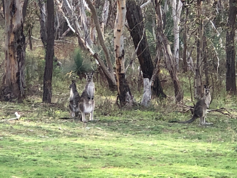 covid19-2020-kangaroos-keeping-watch-3.jpg